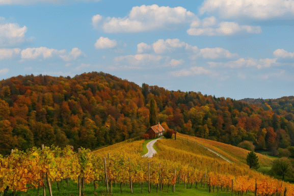 Jesenska kulinarična doživetja v Sloveniji – vino, kostanji, gobe in buče